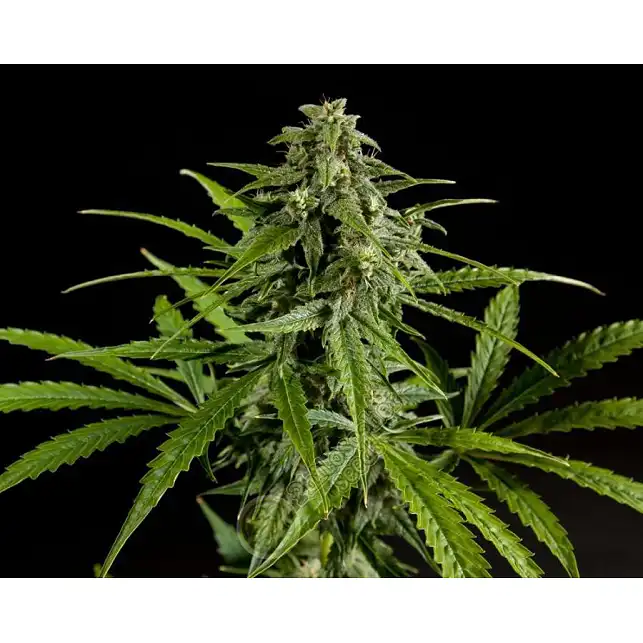 Fraggle Skunk Auto - Philosopher Seeds