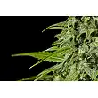 Fraggle Skunk Auto 1 - Philosopher Seeds