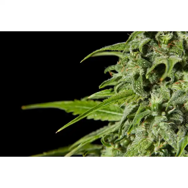 Fraggle Skunk Auto 1 - Philosopher Seeds