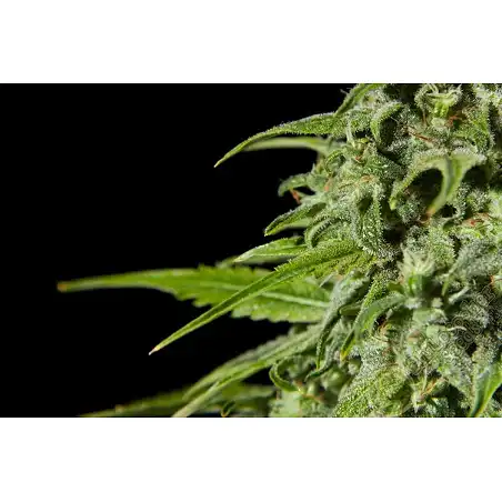 Fraggle Skunk Auto 1 - Philosopher Seeds