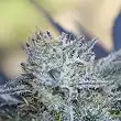 Washing Machine - Ripper Seeds