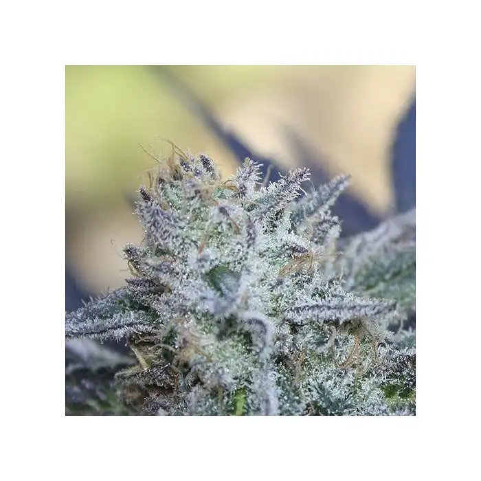 Washing Machine - Ripper Seeds