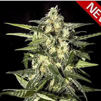 Jack Herer Auto Green House