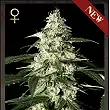 Skunk Auto - Strain Hunters