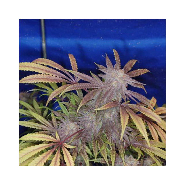 Purple Bud Seedsman