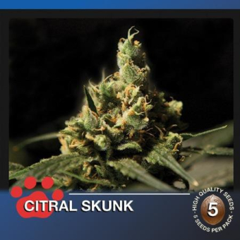 Citral Skunk - The Bulldog Seeds