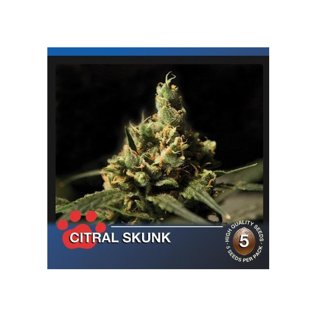 Citral Skunk - The Bulldog Seeds