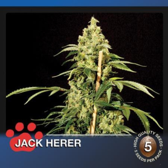 Jack Herer The Bulldog Seeds