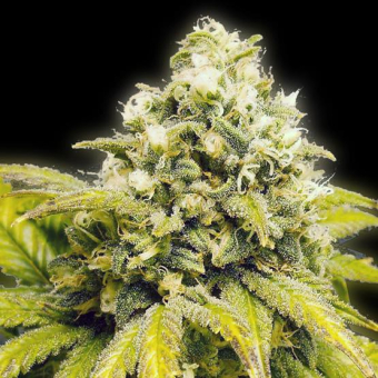Original Afghan