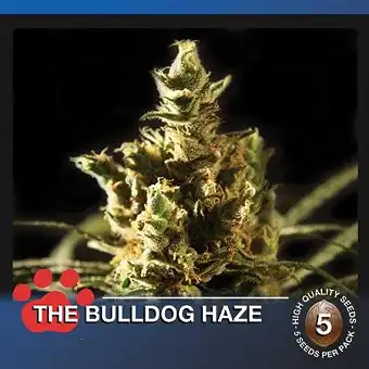 The Bulldog Haze - The Bulldog Seeds