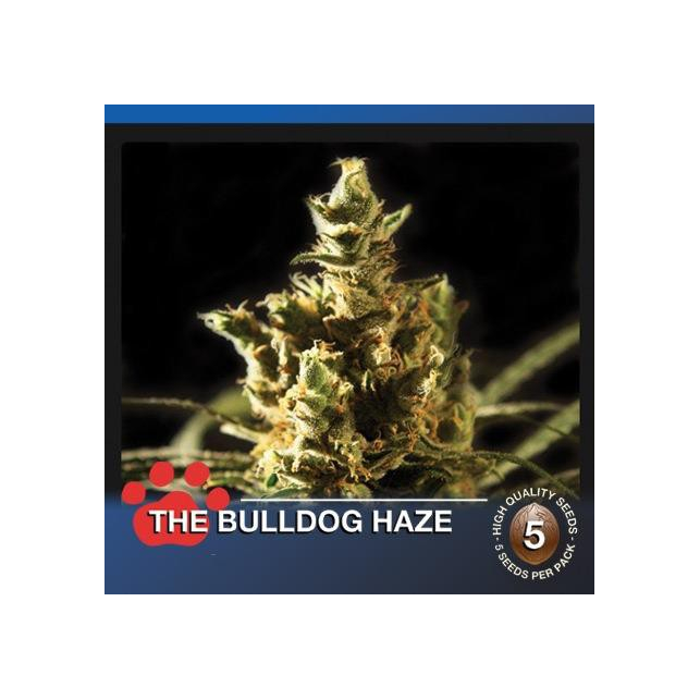The Bulldog Haze - The Bulldog Seeds