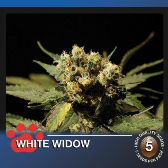 White Widow The Bulldog Seeds