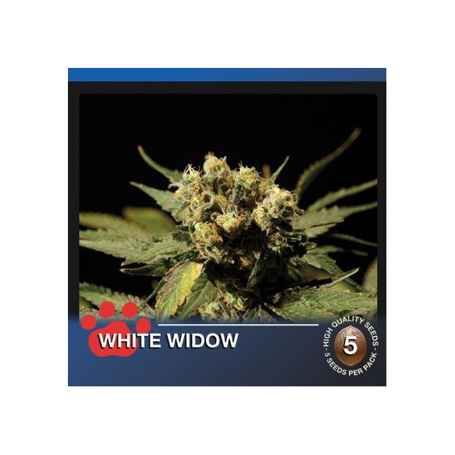 White Widow The Bulldog Seeds