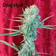 Dancehall - Reggae Seeds Dancehall - Reggae Seeds