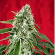 Dub - Reggae Seeds Dub - Reggae Seeds