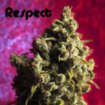 Respect - Reggae Seeds
