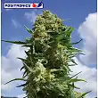 Black Widow CBD - Positronics