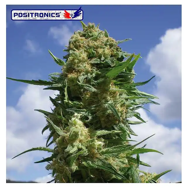 Black Widow CBD - Positronics