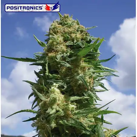 Black Widow CBD - Positronics