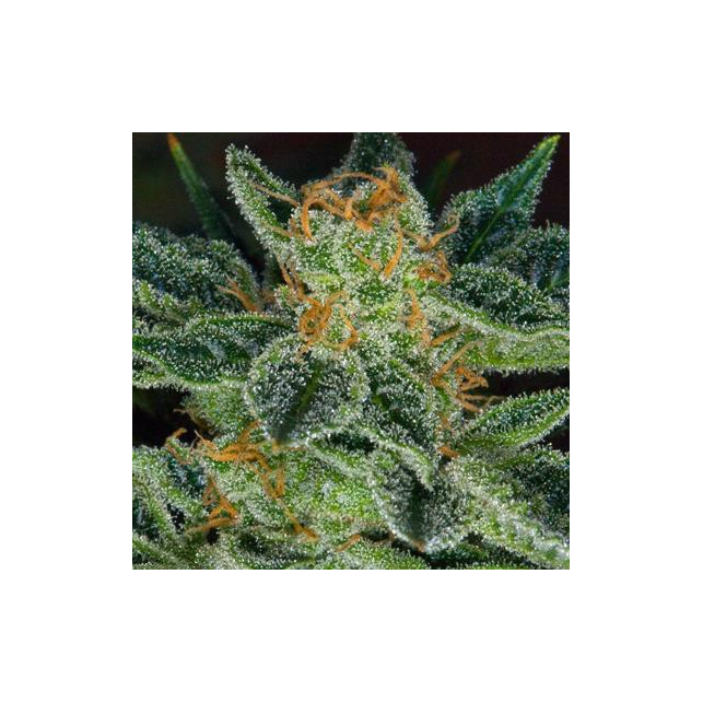 Skunk XXX