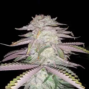 Sage N Sour TH Seeds Regular