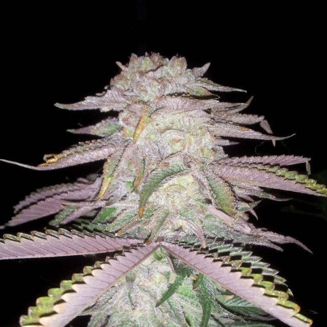 Sage-n-sour-th-seeds