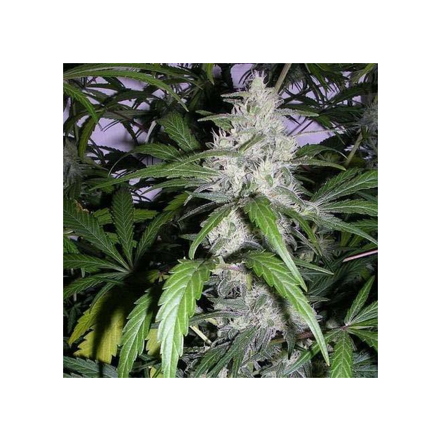 Chocolate Chunk