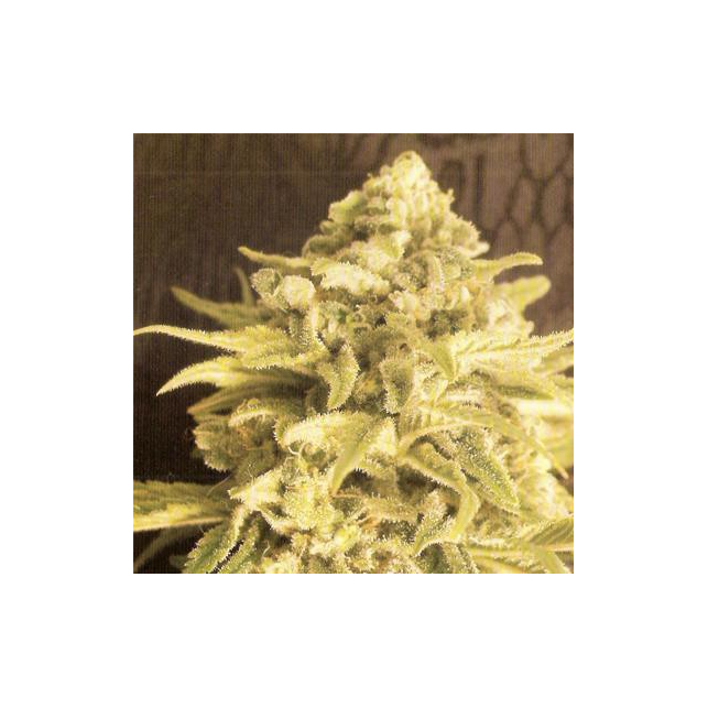 A-Train TH Seeds Regular