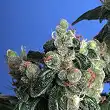 Kushage TH Seeds