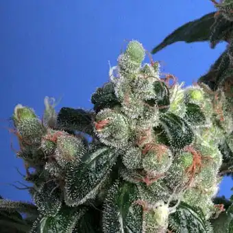 Kushage TH Seeds Regular