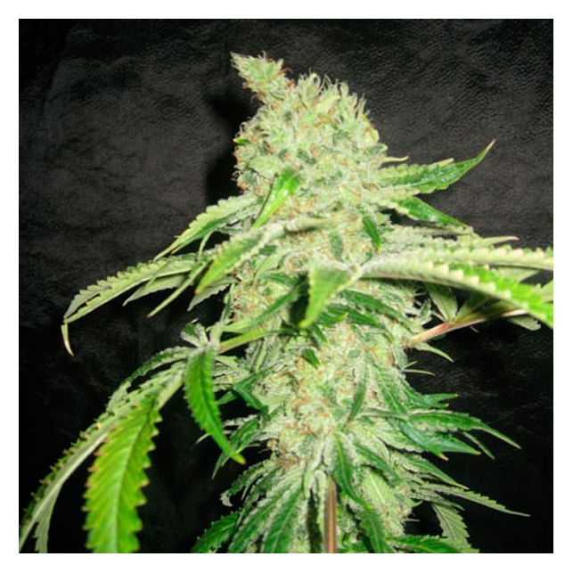 Kratos Auto