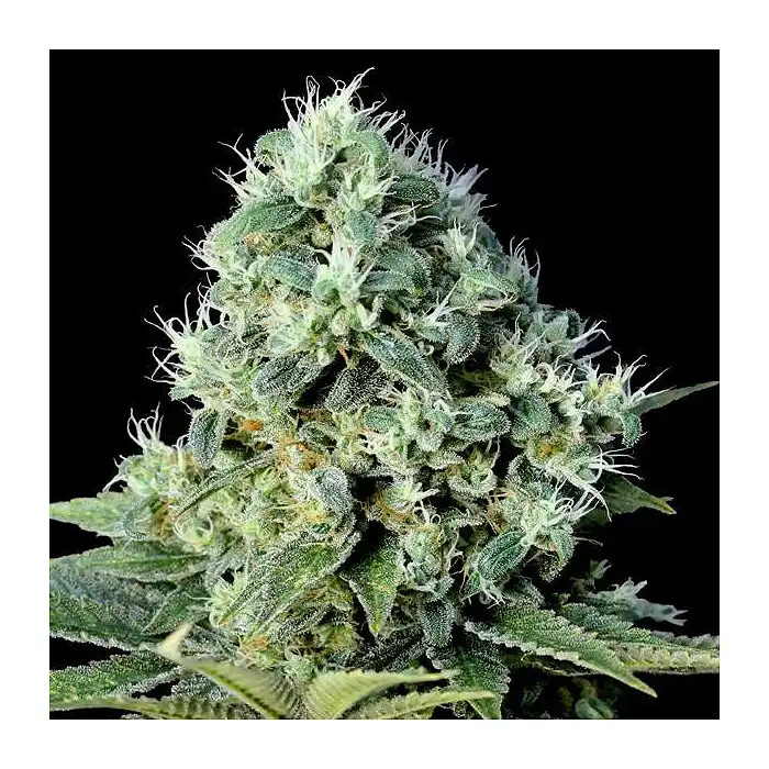 Santa Bilbo - Genehtik