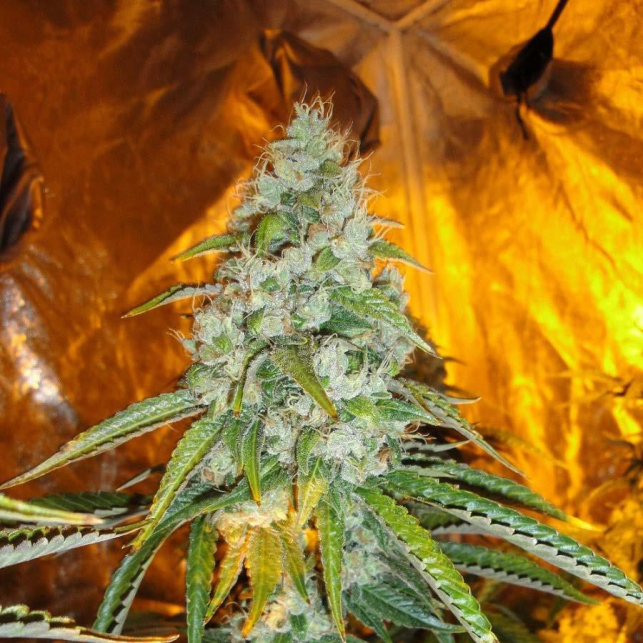 Sour Diesel Reserva Privada