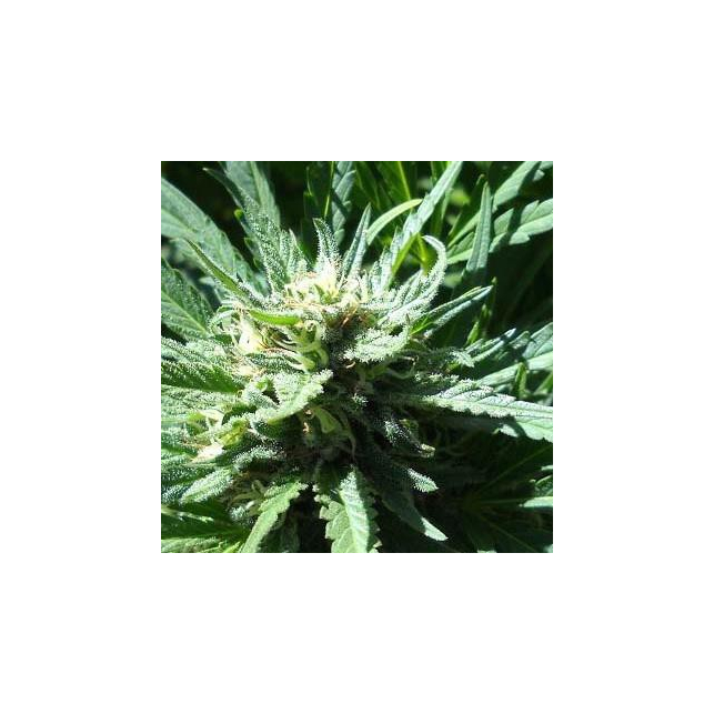 Pineapple Slick