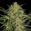 Nebula II CBD - Paradise Seeds