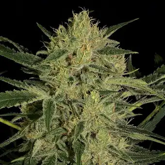 Nebula II CBD - Paradise Seeds
