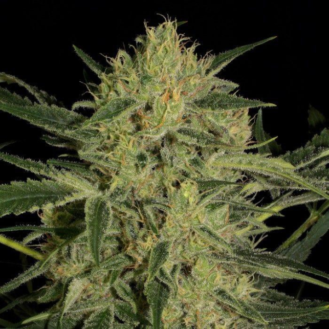 Nebula II CBD has a ratio THC: CBD close to 1:1. With 7% CBD and 6% THC, this gene can be used for therapeutic purposes and produce a balanced and relaxing effect...