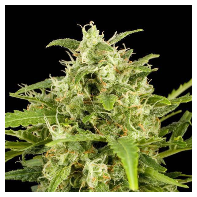 KO Haze Auto KO Haze Auto