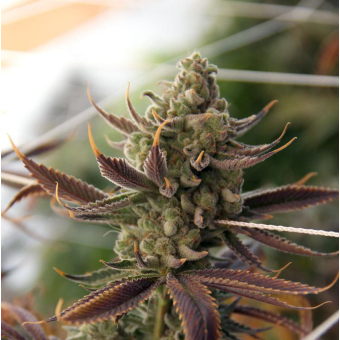 Conspiracy Kush 1 - Subcool's the Dank