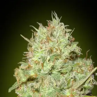 Feminizált Kollekciónk #1 –...