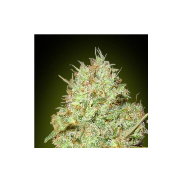 Collector Pack Feminized 1 Advanced Seeds