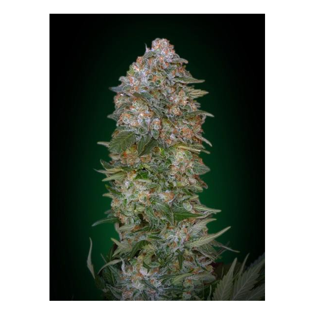 Collector Pack Feminized 1 Advanced Seeds