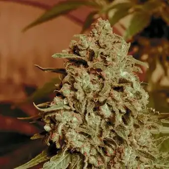 Collezione Femminizzata #2...