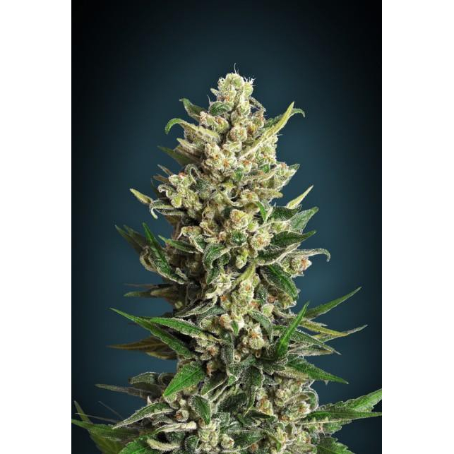 Collector Pack Feminized 2 Advanced Seeds