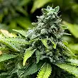 Collector Pack Feminized 3 Advanced Seeds 2
