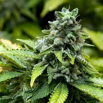 Collector Pack Feminized 3 Advanced Seeds 2