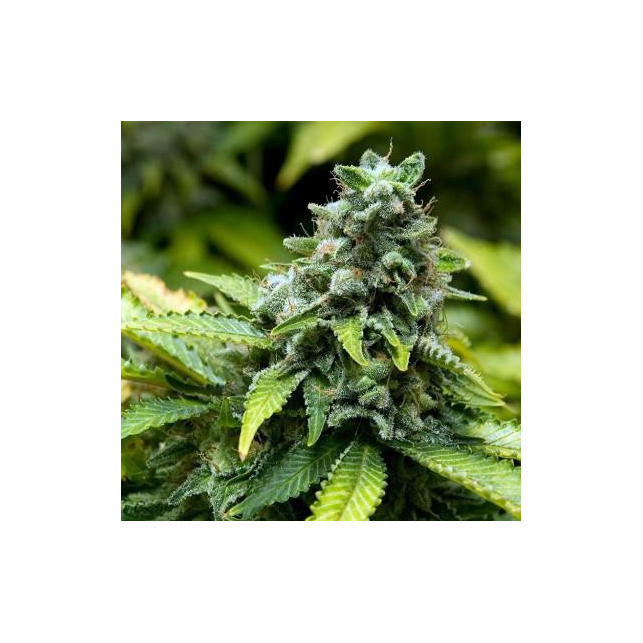 Collector Pack Feminized 3 Advanced Seeds 2