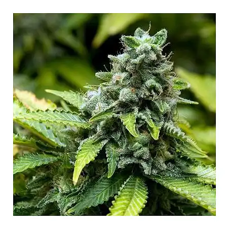 Collector Pack Feminized 3 Advanced Seeds 2