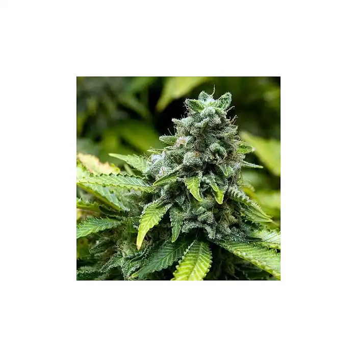 Collector Pack Feminized 3 Advanced Seeds 2