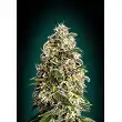 Collector Pack Feminized 3 Advanced Seeds